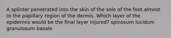 A splinter penetrated into the skin of the sole of the foot.almost to the papillary region of <a href='https://www.questionai.com/knowledge/kEsXbG6AwS-the-dermis' class='anchor-knowledge'>the dermis</a>. Which layer of <a href='https://www.questionai.com/knowledge/kBFgQMpq6s-the-epidermis' class='anchor-knowledge'>the epidermis</a> would be the final layer injured? spinosum lucidum granulosum basale