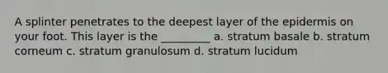 A splinter penetrates to the deepest layer of the epidermis on your foot. This layer is the _________ a. stratum basale b. stratum corneum c. stratum granulosum d. stratum lucidum