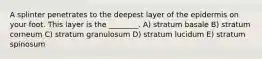 A splinter penetrates to the deepest layer of the epidermis on your foot. This layer is the ________. A) stratum basale B) stratum corneum C) stratum granulosum D) stratum lucidum E) stratum spinosum