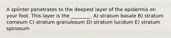 A splinter penetrates to the deepest layer of <a href='https://www.questionai.com/knowledge/kBFgQMpq6s-the-epidermis' class='anchor-knowledge'>the epidermis</a> on your foot. This layer is the ________. A) stratum basale B) stratum corneum C) stratum granulosum D) stratum lucidum E) stratum spinosum