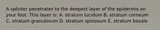 A splinter penetrates to the deepest layer of the epidermis on your foot. This layer is: A. stratum lucidum B. stratum corneum C. stratum granulosum D. stratum spinosum E. stratum basale