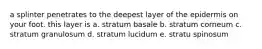 a splinter penetrates to the deepest layer of the epidermis on your foot. this layer is a. stratum basale b. stratum corneum c. stratum granulosum d. stratum lucidum e. stratu spinosum