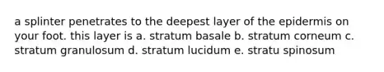 a splinter penetrates to the deepest layer of <a href='https://www.questionai.com/knowledge/kBFgQMpq6s-the-epidermis' class='anchor-knowledge'>the epidermis</a> on your foot. this layer is a. stratum basale b. stratum corneum c. stratum granulosum d. stratum lucidum e. stratu spinosum