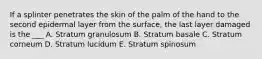 If a splinter penetrates the skin of the palm of the hand to the second epidermal layer from the surface, the last layer damaged is the ___ A. Stratum granulosum B. Stratum basale C. Stratum corneum D. Stratum lucidum E. Stratum spinosum