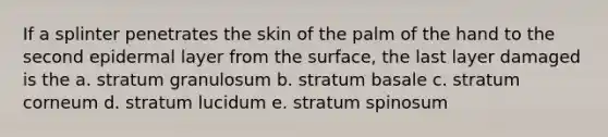 If a splinter penetrates the skin of the palm of the hand to the second epidermal layer from the surface, the last layer damaged is the a. stratum granulosum b. stratum basale c. stratum corneum d. stratum lucidum e. stratum spinosum