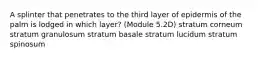 A splinter that penetrates to the third layer of epidermis of the palm is lodged in which layer? (Module 5.2D) stratum corneum stratum granulosum stratum basale stratum lucidum stratum spinosum