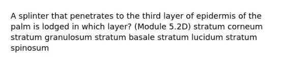 A splinter that penetrates to the third layer of epidermis of the palm is lodged in which layer? (Module 5.2D) stratum corneum stratum granulosum stratum basale stratum lucidum stratum spinosum