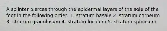 A splinter pierces through the epidermal layers of the sole of the foot in the following order: 1. stratum basale 2. stratum corneum 3. stratum granulosum 4. stratum lucidum 5. stratum spinosum