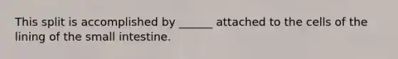 This split is accomplished by ______ attached to the cells of the lining of the small intestine.