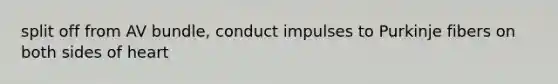 split off from AV bundle, conduct impulses to Purkinje fibers on both sides of heart