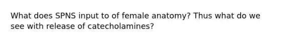 What does SPNS input to of female anatomy? Thus what do we see with release of catecholamines?