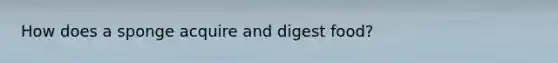 How does a sponge acquire and digest food?