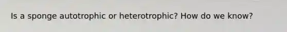 Is a sponge autotrophic or heterotrophic? How do we know?