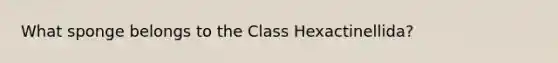 What sponge belongs to the Class Hexactinellida?