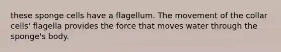 these sponge cells have a flagellum. The movement of the collar cells' flagella provides the force that moves water through the sponge's body.