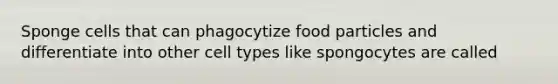 Sponge cells that can phagocytize food particles and differentiate into other cell types like spongocytes are called