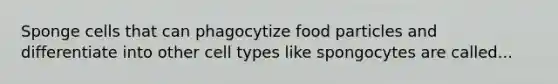 Sponge cells that can phagocytize food particles and differentiate into other cell types like spongocytes are called...