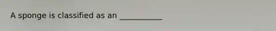 A sponge is classified as an ___________