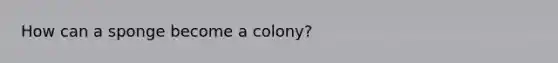 How can a sponge become a colony?