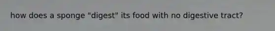 how does a sponge "digest" its food with no digestive tract?