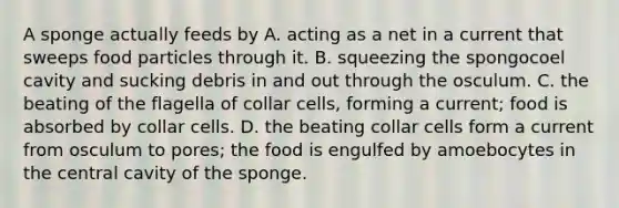 A sponge actually feeds by A. acting as a net in a current that sweeps food particles through it. B. squeezing the spongocoel cavity and sucking debris in and out through the osculum. C. the beating of the flagella of collar cells, forming a current; food is absorbed by collar cells. D. the beating collar cells form a current from osculum to pores; the food is engulfed by amoebocytes in the central cavity of the sponge.