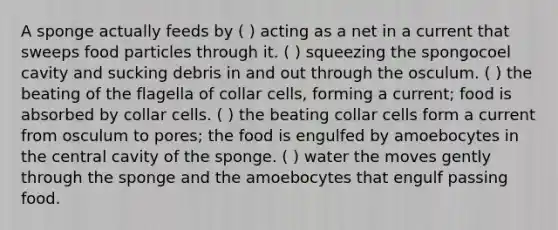 A sponge actually feeds by ( ) acting as a net in a current that sweeps food particles through it. ( ) squeezing the spongocoel cavity and sucking debris in and out through the osculum. ( ) the beating of the flagella of collar cells, forming a current; food is absorbed by collar cells. ( ) the beating collar cells form a current from osculum to pores; the food is engulfed by amoebocytes in the central cavity of the sponge. ( ) water the moves gently through the sponge and the amoebocytes that engulf passing food.