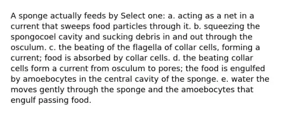 A sponge actually feeds by Select one: a. acting as a net in a current that sweeps food particles through it. b. squeezing the spongocoel cavity and sucking debris in and out through the osculum. c. the beating of the flagella of collar cells, forming a current; food is absorbed by collar cells. d. the beating collar cells form a current from osculum to pores; the food is engulfed by amoebocytes in the central cavity of the sponge. e. water the moves gently through the sponge and the amoebocytes that engulf passing food.