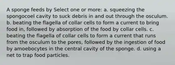 A sponge feeds by Select one or more: a. squeezing the spongocoel cavity to suck debris in and out through the osculum. b. beating the flagella of collar cells to form a current to bring food in, followed by absorption of the food by collar cells. c. beating the flagella of collar cells to form a current that runs from the osculum to the pores, followed by the ingestion of food by amoebocytes in the central cavity of the sponge. d. using a net to trap food particles.