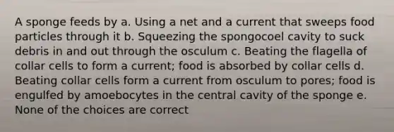 A sponge feeds by a. Using a net and a current that sweeps food particles through it b. Squeezing the spongocoel cavity to suck debris in and out through the osculum c. Beating the flagella of collar cells to form a current; food is absorbed by collar cells d. Beating collar cells form a current from osculum to pores; food is engulfed by amoebocytes in the central cavity of the sponge e. None of the choices are correct