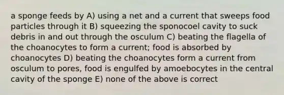 a sponge feeds by A) using a net and a current that sweeps food particles through it B) squeezing the sponocoel cavity to suck debris in and out through the osculum C) beating the flagella of the choanocytes to form a current; food is absorbed by choanocytes D) beating the choanocytes form a current from osculum to pores, food is engulfed by amoebocytes in the central cavity of the sponge E) none of the above is correct