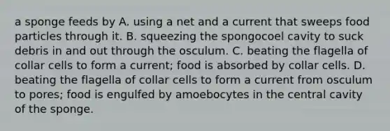 a sponge feeds by A. using a net and a current that sweeps food particles through it. B. squeezing the spongocoel cavity to suck debris in and out through the osculum. C. beating the flagella of collar cells to form a current; food is absorbed by collar cells. D. beating the flagella of collar cells to form a current from osculum to pores; food is engulfed by amoebocytes in the central cavity of the sponge.