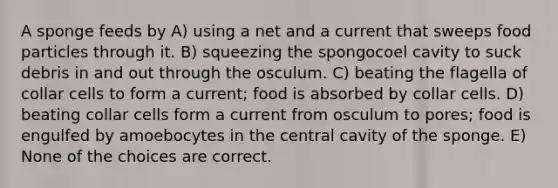 A sponge feeds by A) using a net and a current that sweeps food particles through it. B) squeezing the spongocoel cavity to suck debris in and out through the osculum. C) beating the flagella of collar cells to form a current; food is absorbed by collar cells. D) beating collar cells form a current from osculum to pores; food is engulfed by amoebocytes in the central cavity of the sponge. E) None of the choices are correct.