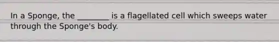 In a Sponge, the ________ is a flagellated cell which sweeps water through the Sponge's body.