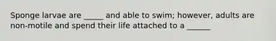 Sponge larvae are _____ and able to swim; however, adults are non-motile and spend their life attached to a ______