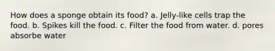 How does a sponge obtain its food? a. Jelly-like cells trap the food. b. Spikes kill the food. c. Filter the food from water. d. pores absorbe water