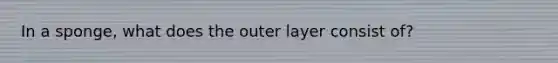 In a sponge, what does the outer layer consist of?