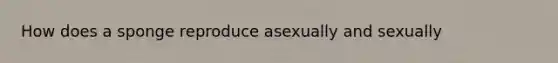 How does a sponge reproduce asexually and sexually