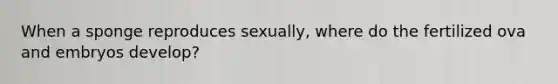 When a sponge reproduces sexually, where do the fertilized ova and embryos develop?