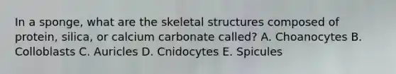 In a sponge, what are the skeletal structures composed of protein, silica, or calcium carbonate called? A. Choanocytes B. Colloblasts C. Auricles D. Cnidocytes E. Spicules