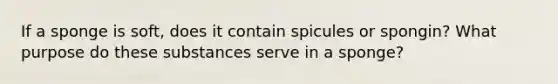 If a sponge is soft, does it contain spicules or spongin? What purpose do these substances serve in a sponge?