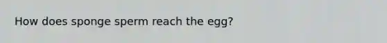 How does sponge sperm reach the egg?