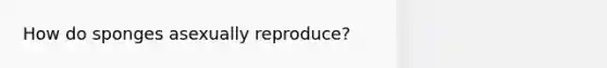 How do sponges asexually reproduce?