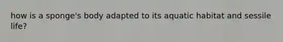 how is a sponge's body adapted to its aquatic habitat and sessile life?