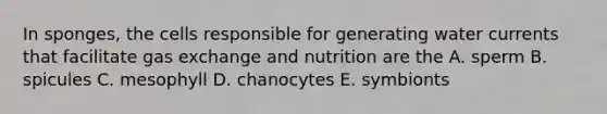 In sponges, the cells responsible for generating water currents that facilitate gas exchange and nutrition are the A. sperm B. spicules C. mesophyll D. chanocytes E. symbionts