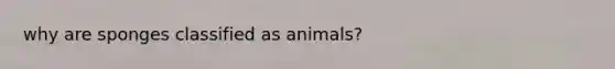 why are sponges classified as animals?