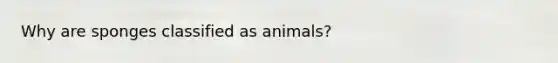 Why are sponges classified as animals?