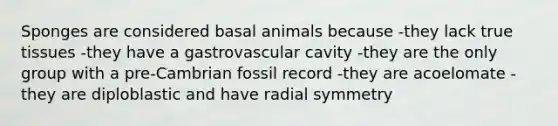 Sponges are considered basal animals because -they lack true tissues -they have a gastrovascular cavity -they are the only group with a pre-Cambrian fossil record -they are acoelomate -they are diploblastic and have radial symmetry