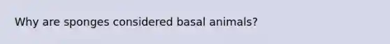 Why are sponges considered basal animals?