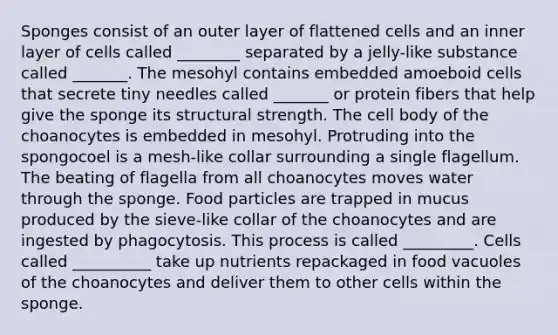 Sponges consist of an outer layer of flattened cells and an inner layer of cells called ________ separated by a jelly-like substance called _______. The mesohyl contains embedded amoeboid cells that secrete tiny needles called _______ or protein fibers that help give the sponge its structural strength. The cell body of the choanocytes is embedded in mesohyl. Protruding into the spongocoel is a mesh-like collar surrounding a single flagellum. The beating of flagella from all choanocytes moves water through the sponge. Food particles are trapped in mucus produced by the sieve-like collar of the choanocytes and are ingested by phagocytosis. This process is called _________. Cells called __________ take up nutrients repackaged in food vacuoles of the choanocytes and deliver them to other cells within the sponge.