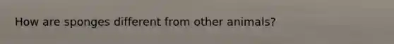 How are sponges different from other animals?